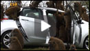 Monkeying around in a Hyundai i30